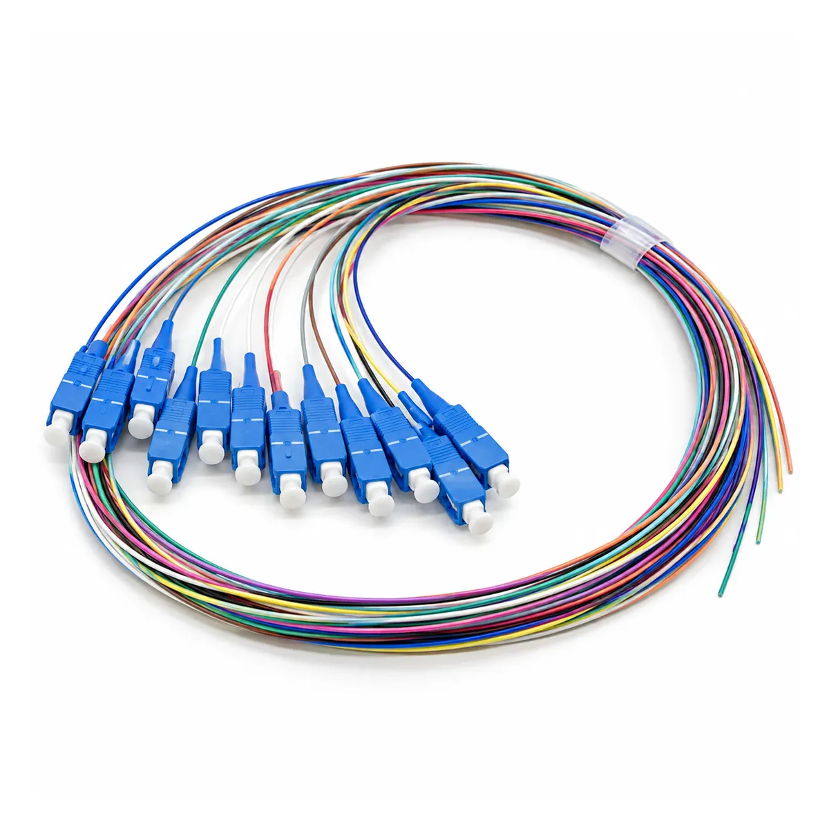 12 Fiber SC UPC Pigtail with blue SC/UPC connectors and color-coded single-mode fiber branches